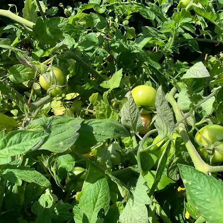 Dom wakacyjny Vakantiebungalow Mee Aan Zee *