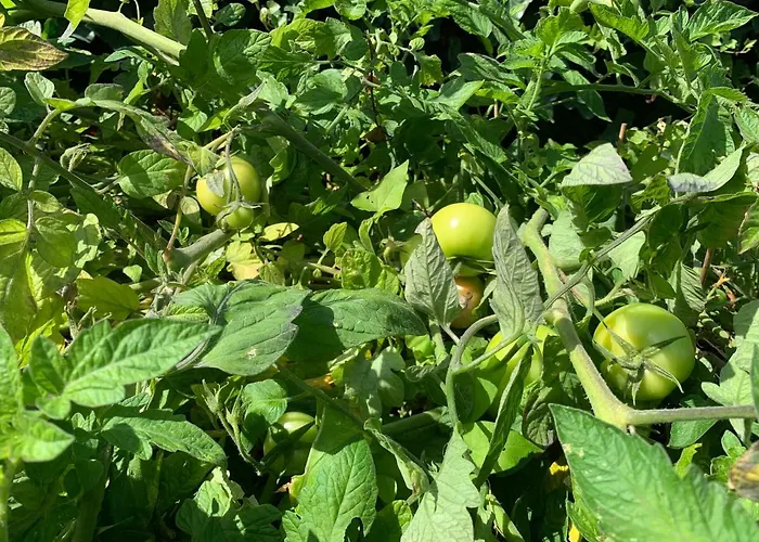 Nyaraló Vakantiebungalow Mee Aan Zee *